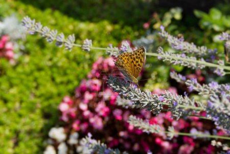 Téléchargez les photos : Papillon fritillaire (Argynnis paphia) lavé à l'argent assis sur de la lavande à Zurich, Suisse - en image libre de droit