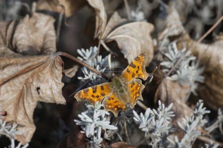 Téléchargez les photos : Comma butterfly (Polygonia c-album) sitting on lavender in Zurich, Switzerland - en image libre de droit