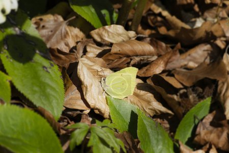 Common brimstone butterfly (Gonepteryx rhamni) sitting on a brown leaf in Zurich, Switzerland