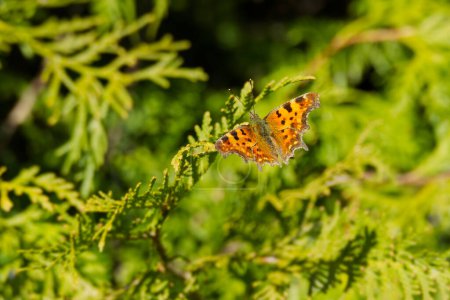 Téléchargez les photos : Papillon virgule (Polygonia c-album) assis sur une branche d'arbre à Zurich, Suisse - en image libre de droit