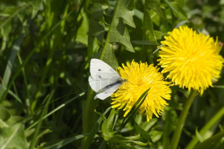 Téléchargez les photos : Petit papillon blanc (Pieris rapae) perché sur un pissenlit jaune à Zurich, Suisse - en image libre de droit