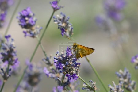 Téléchargez les photos : Grand papillon de l'hespérie (Ochlodes sylvanus) perché sur une plante de lavande à Zurich, Suisse - en image libre de droit