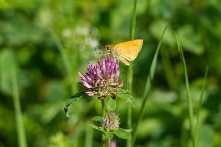 Téléchargez les photos : Grand papillon de l'hespérie (Ochlodes sylvanus) perché sur une fleur rose à Zurich, Suisse - en image libre de droit