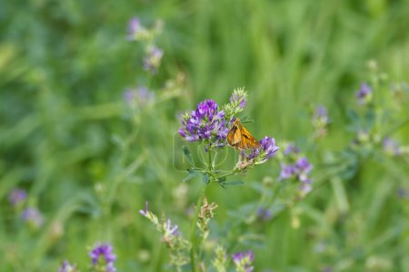 Téléchargez les photos : Grand papillon de l'hespérie (Ochlodes sylvanus) perché sur une fleur violette à Zurich, Suisse - en image libre de droit