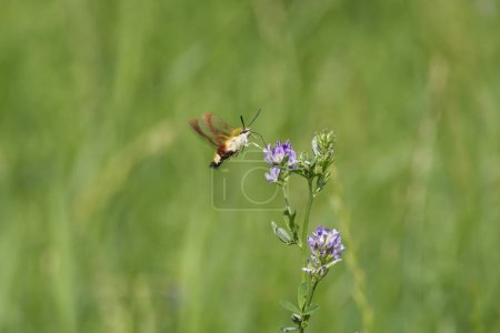 Photo for Broad-bordered bee hawk-moth (Hemaris fuciformis) in flight in Zurich, Switzerland - Royalty Free Image