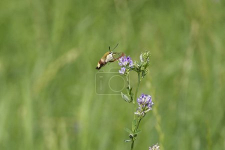 Photo for Broad-bordered bee hawk-moth (Hemaris fuciformis) in flight in Zurich, Switzerland - Royalty Free Image