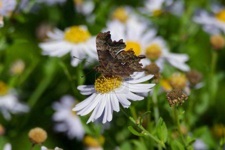Téléchargez les photos : Papillon virgule (Polygonia c-album) perché sur une marguerite à Zurich, Suisse - en image libre de droit