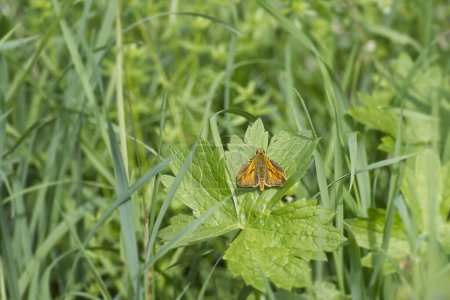 Téléchargez les photos : Grand papillon de l'hespérie (Ochlodes sylvanus) perché sur une feuille verte à Zurich, Suisse - en image libre de droit