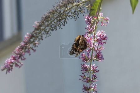 Red admiral butterfly (Vanessa Atalanta) perched on summer lilac in Zurich, Switzerland