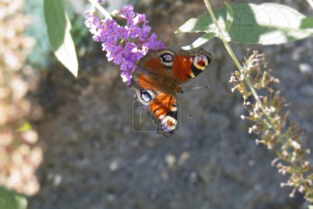Papillon paon européen (Aglais io) perché sur le lilas d'été à Zurich, Suisse