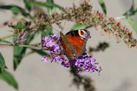 European peacock butterfly (Aglais io) perched on summer lilac in Zurich, Switzerland