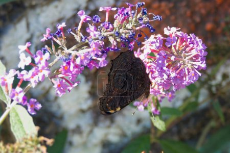 Papillon paon européen (Aglais io) perché sur le lilas d'été à Zurich, Suisse