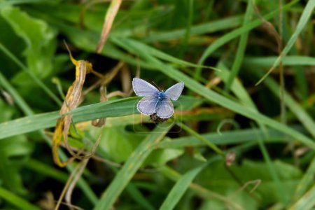 Blauer (Polyommatus icarus) Schmetterling mit offenen Flügeln sitzt auf einer Pflanze in Zürich, Schweiz