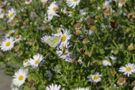 Small white butterfly (Pieris rapae) perched on a white daisy in Zurich, Switzerland
