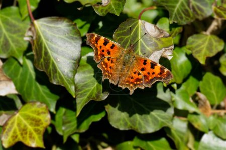 Komma-Schmetterling (Polygonia c-album) sitzt auf einem grünen Blatt in Zürich, Schweiz