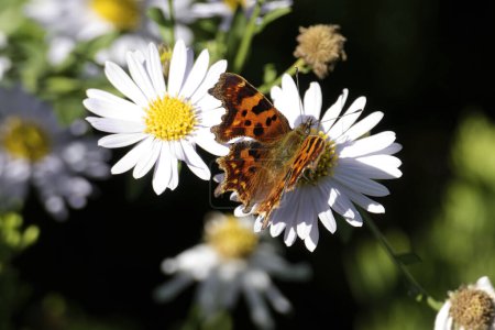 Komma-Schmetterling (Polygonia c-album) hockt auf einem Gänseblümchen in Zürich, Schweiz