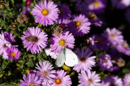 Small white butterfly (Pieris rapae) perched on a pink daisy in Zurich, Switzerland