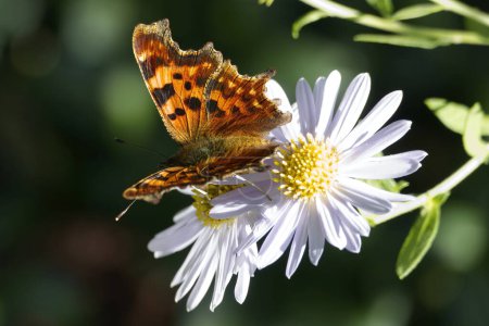 Komma-Schmetterling (Polygonia c-album) hockt auf einem Gänseblümchen in Zürich, Schweiz
