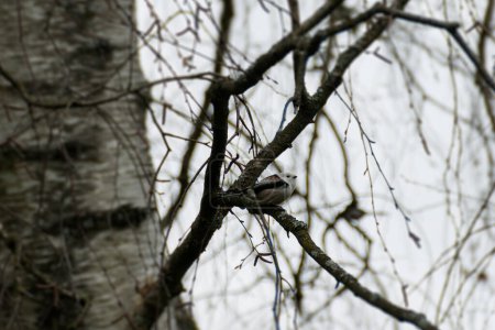 Foto de Long-tailed tit (Aegithalos caudatus) sitting on a tree branch in Zurich, Switzerland - Imagen libre de derechos