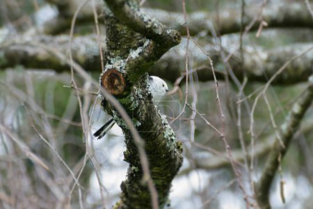 Foto de Long-tailed tit (Aegithalos caudatus) sitting on a tree branch in Zurich, Switzerland - Imagen libre de derechos