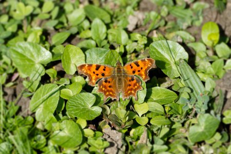 Komma-Schmetterling (Polygonia c-album) sitzt auf einem grünen Blatt in Zürich, Schweiz