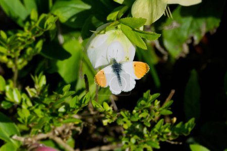 Male orange tip butterfly (Anthocharis cardamines) perched on a white flower in Zurich, Switzerland