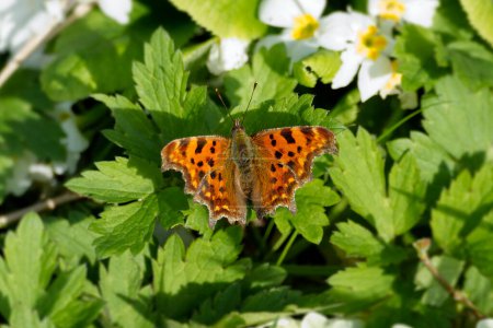 Comma butterfly (Polygonia c-album) sitting on a green leaf in Zurich, Switzerland
