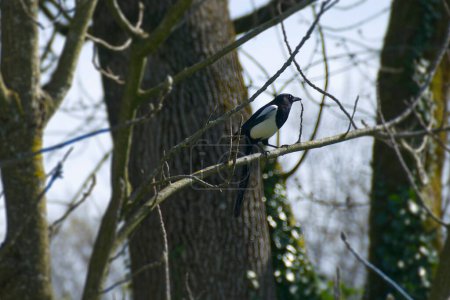 Eurasian Magpie (Pica pica) sitting on a tree branch in Zurich, Switzerland