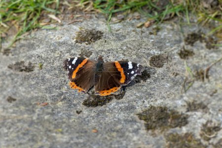 Red admiral butterfly (Vanessa Atalanta) sitting on stone path in Zurich, Switzerland