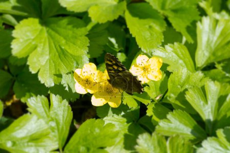 Gefleckter Waldschmetterling (Pararge aegeria) thront auf gelber Sumpfblume in Zürich, Schweiz