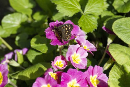 Speckled Wood Butterfly (Pararge aegeria) perched on pink yellow flower in Zurich, Switzerland