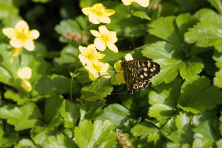 Speckled Wood Butterfly (Pararge aegeria) perched on yellow marsh marigold in Zurich, Switzerland