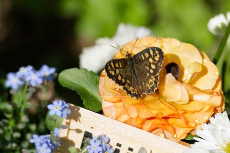Speckled Wood Butterfly (Pararge aegeria) perched on peach flower in Zurich, Switzerland