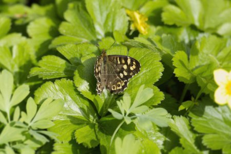 Speckled Wood Butterfly (Pararge aegeria) sitting on a green leaf in Zurich, Switzerland