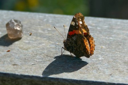 Red admiral butterfly (Vanessa Atalanta) sitting on stone in Zurich, Switzerland
