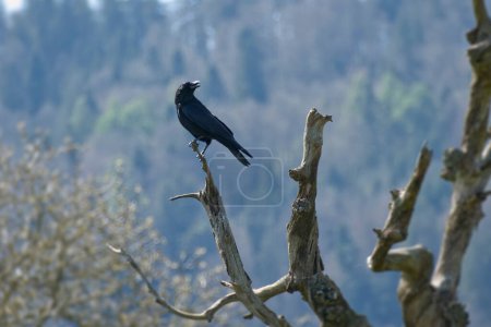 Carrion Crow (Corvus corone) sitting in a tree in Zurich, Switzerland