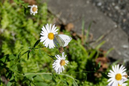 Small white butterfly (Pieris rapae) perched on a white daisy in Zurich, Switzerland