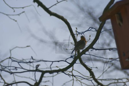 Robin europeo (Erithacus rubecula) sentado en una rama de árbol en Zurich, Suiza