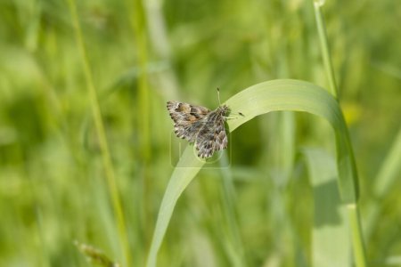 Patrón de la malva (Carcharodus alceae) mariposa encaramada en la hoja de hierba en Zurich, Suiza