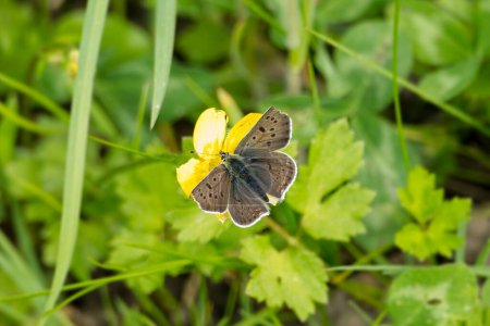 Papillon mâle en cuivre (Lycaena tityrus) perché sur le souci du marais jaune à Zurich, Suisse