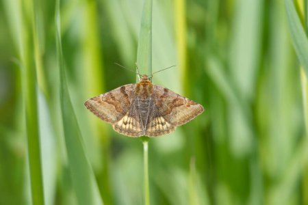 Burnet Companion (Euclidia glyphica) Moth sitting on a grass blade in Zurich, Switzerland