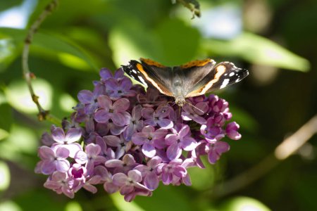 Red admiral butterfly (Vanessa Atalanta) perched on lilac in Zurich, Switzerland