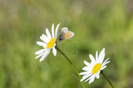 Small heath butterfly (Coenonympha pamphilus) sitting on a with daisy in Zurich, Switzerland