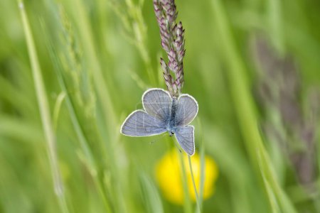 Mazarine blue (Cyaniris semiargus) Butterfly sitting on a grass blade in Zurich, Switzerland