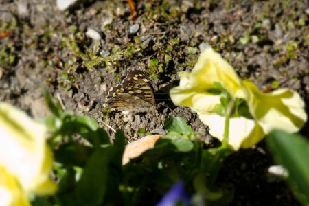 Speckled Wood Butterfly (Pararge aegeria) sitting on ground near yellow plant in Zurich, Switzerland