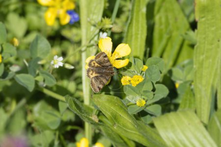 Burnet companion moth (Euclidia glyphica) butterfly perched on a yellow flower in Zurich, Switzerland