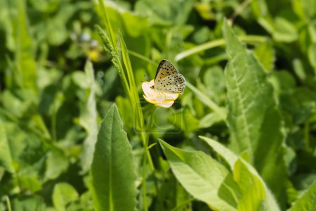 Female sooty copper butterfly (Lycaena tityrus) perched on yellow marsh marigold in Zurich, Switzerland