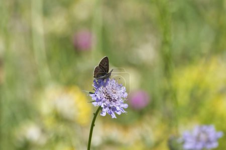 Male Sooty Copper (Lycaena tityrus) butterfly sitting on a small scabious in Zurich, Switzerland
