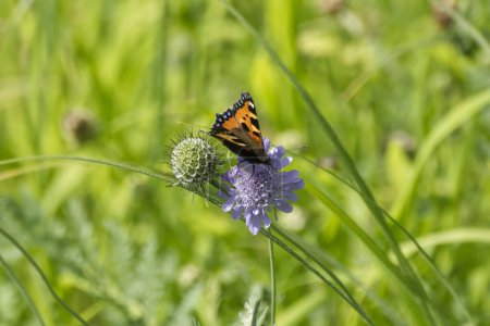 Small Tortoiseshell Butterfly (Aglais urticae) sitting on a small scabious in Zurich, Switzerland