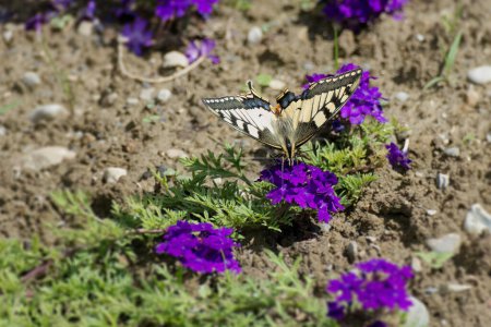 Old World Swallowtail o cola de golondrina amarilla común (Papilio machaon) sentado sobre flores violetas en Zurich, Suiza